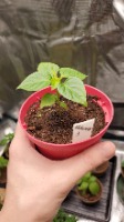 Sumkil - SeedsIO.com Profile Photo